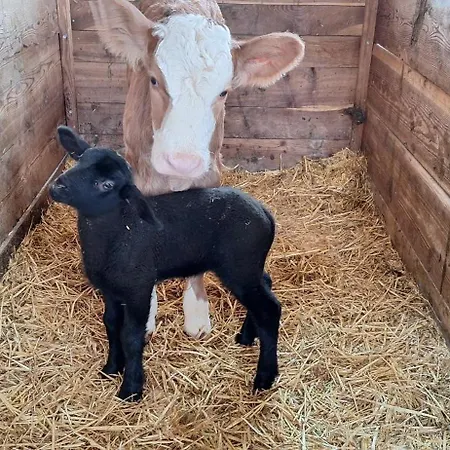 Appartement Praedastenhof Auffach